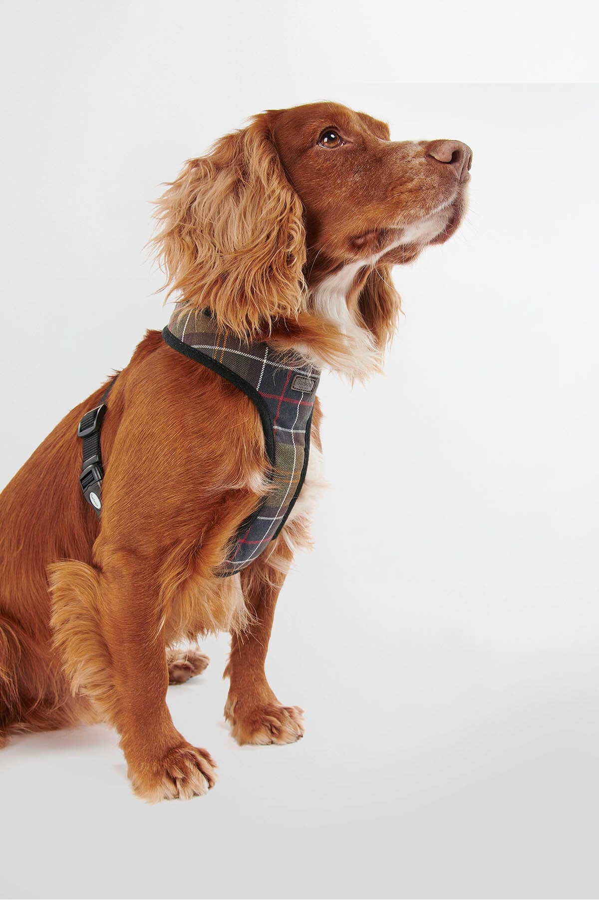 Tartan Dog Harness